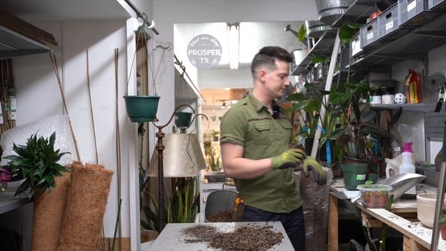 Dracaena Janet Craig Compacta Repot