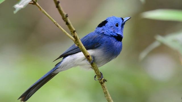Beautiful bird, Black naped monarch or blue flycatcher смотреть онлайн