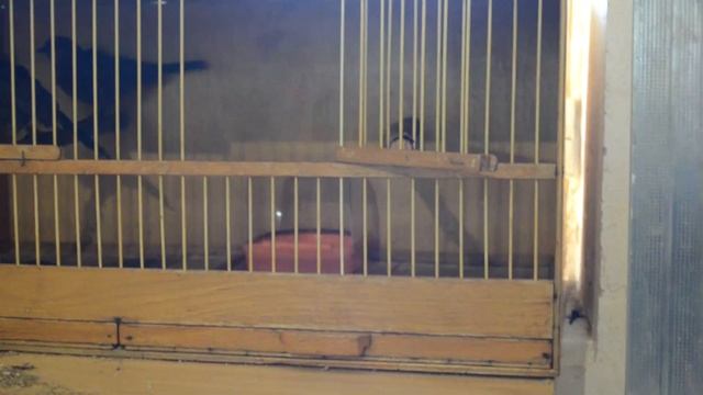 Птенцы черного дрозда, выкормыши. #3 смотреть онлайн