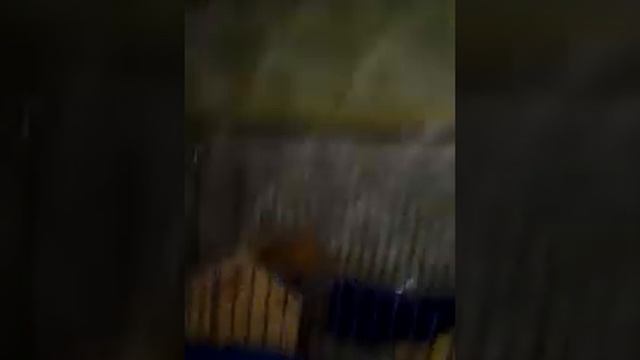 Что должно быть в клетке у морской свинки смотреть онлайн