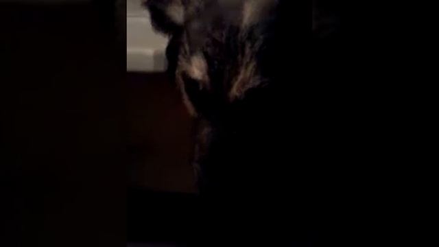 Моем хаску смотреть онлайн