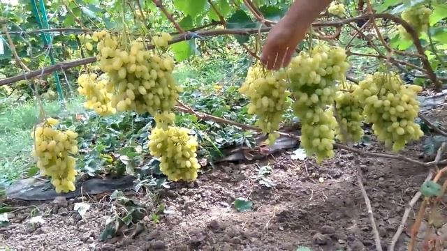@Виноград Гелиодор кишмиш Крупный виноград, мускат шикарный смотреть онлайн