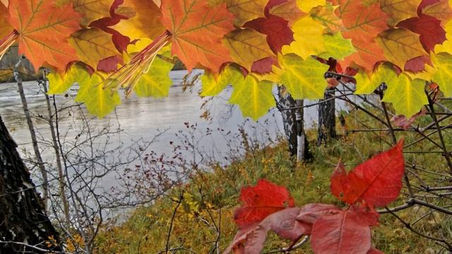 Закружила осень золотая смотреть онлайн