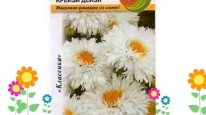 Ромашка махровая (Крейзи Дейзи). Краткий обзор, описание характеристик, где купить семена