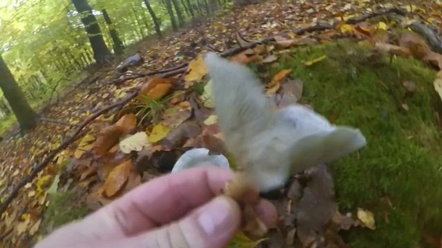 Lejkówka zielonawa - Clitocybe odora - Jadalny, ale ... смотреть онлайн