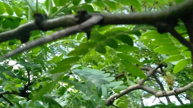 Зацвела после белой акации гледичия или " панская акация". смотреть онлайн