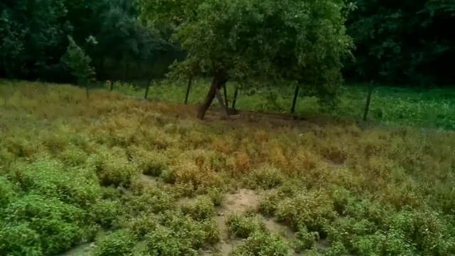 Swojska Zagroda: Kamera online 24/7 NA ŻYWO zdalne sterowanie, Homestead: live stream remote contro смотреть онлайн