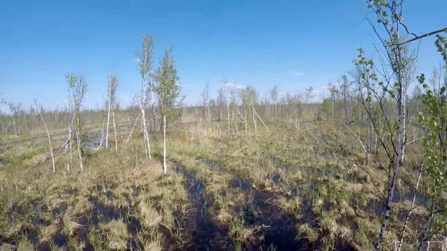 Вездеход МАНУЛ в одиночку по затопленному весеннему лесу и болоту смотреть онлайн