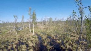 Вездеход МАНУЛ в одиночку по затопленному весеннему лесу и болоту