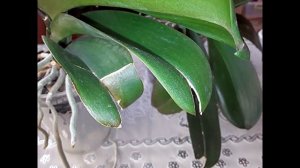ТРЕЩИНЫ НА ЛИСТЬЯХ ОРХИДЕИ. ПОЧЕМУ ТАК ПРОИСХОДИТ И ЧТО С ЭТИМ ДЕЛАТЬ?
