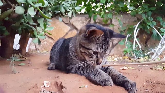 Playing with my cat with a stick смотреть онлайн