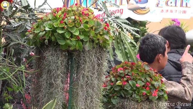 Красиво. Фестиваль цветов в Гонконге - Hong Kong Flower Show 2014. 164 смотреть онлайн