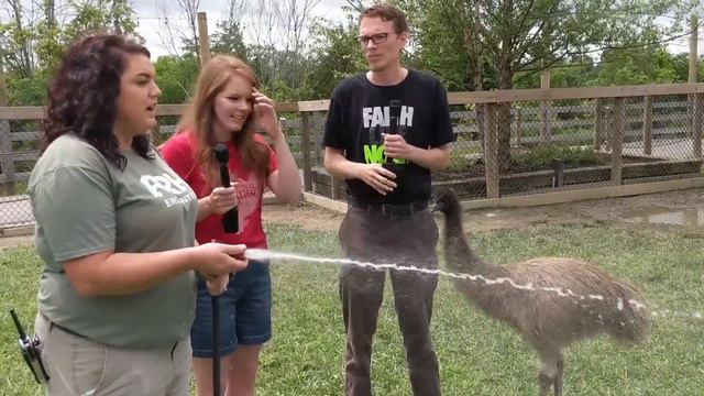 Animal Enrichment: Emus and Ostriches at the Ararat Ridge Zoo смотреть онлайн