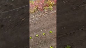 матрикарий мои рассады начала сажать!!!?