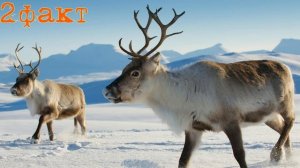Изучаем диких животных с детьми  Северный Олень  Интересные факты о северном олене