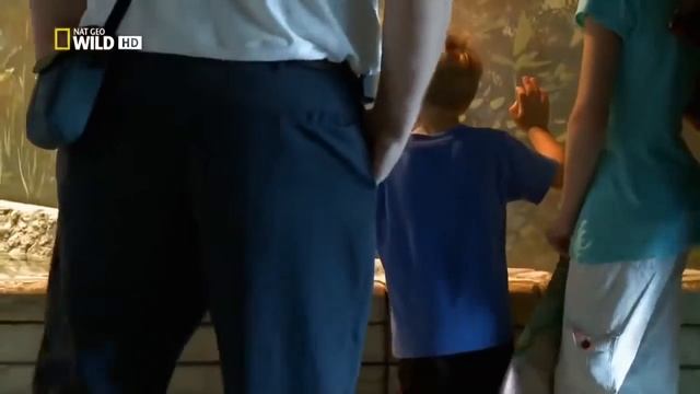 Самая большая в мире Анаконда / The world's largest Anaconda смотреть онлайн