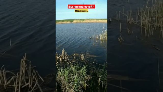 А вы против Браконьерства в нерест? Самарская область #рыбалка2023 #fishing #антибраконьерство смотреть онлайн