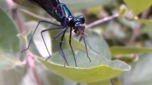 Dragonfly(2) смотреть онлайн