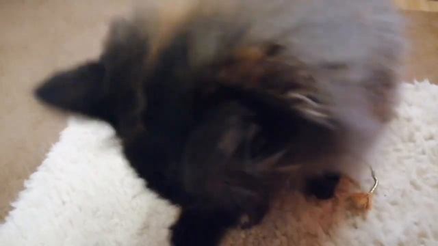 Кошечка Марфуша! смотреть онлайн