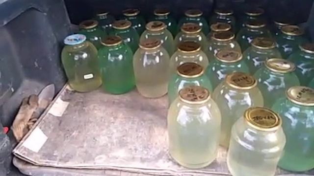 Сбор берёзового сока в Подмосковье на 25.04.2022г. Заготовка берёзового сока и кваса