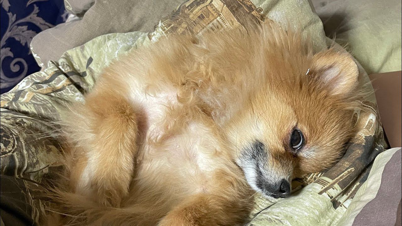 Маме Подарок на День рождения и мы собрали деньги на Кресло-коляска вездеход Observer TopChair смотреть онлайн