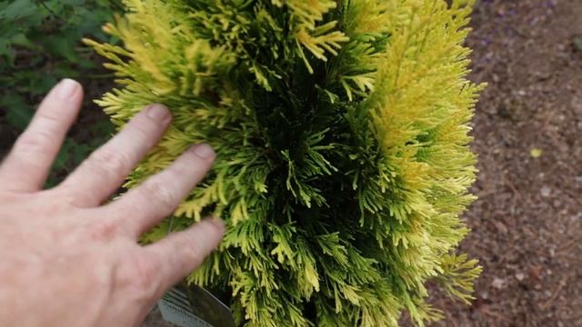 All About Forever Goldy® Arborvitae - Great Border Plant смотреть онлайн