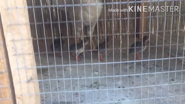 Цесарка бокиш бизнеси ........ смотреть онлайн