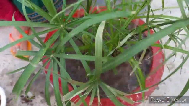 How to grow cyperus palm from cutting#umbrella palm unique way to propagate#repoting of umbrella pa смотреть онлайн
