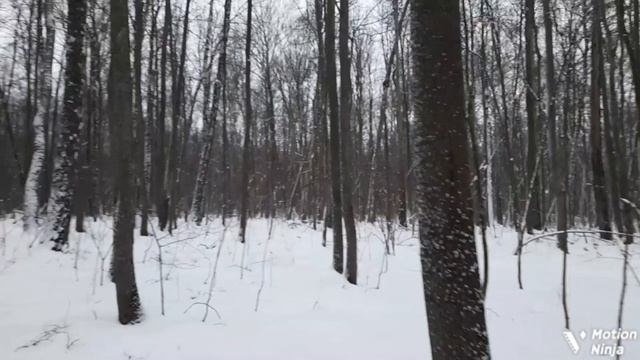 #214 победа и поражение!охота на куницу с лайкой смотреть онлайн