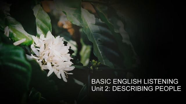 BASIC ENGLISH LISTENING смотреть онлайн