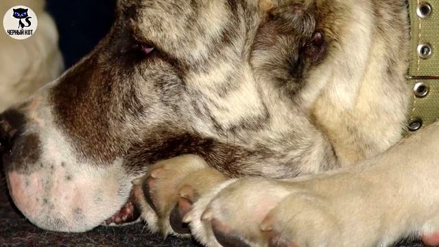 ✔ Алабай. Эта порода входит в список самых сильных и бесстрашных собак смотреть онлайн