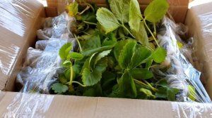 Обзор посылки с рассадой клубники от канала Ягода Урала.