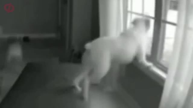 9 СТРАШНЫХ ВИДЕОРОЛИКОВ ОТ КОТОРЫХ ТЫ ОФИГЕЕШЬ ИСПУГАЛСЯ - ПРОИГРАЛ смотреть онлайн