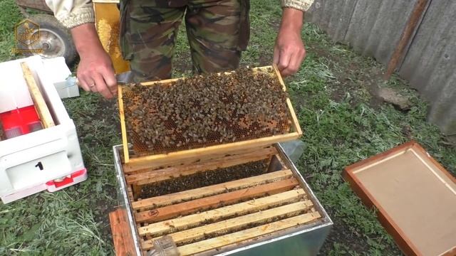 Заселение шестирамочников "APIX" / Расширяем Точок "Бакфаст" смотреть онлайн