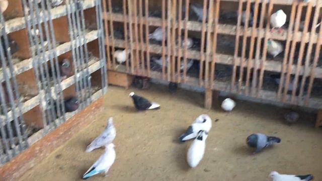 #Pigeons.Разбор полётов голубей для голубятников. смотреть онлайн
