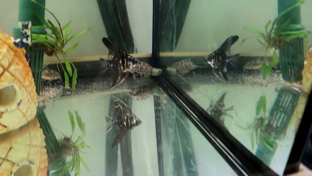 LE REGALO A PLEX LA MASCOTA DE SUS SUEÑOS PARA SU ACUARIO! смотреть онлайн