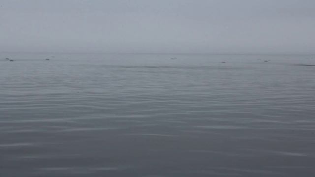 лежбище нерпы смотреть онлайн