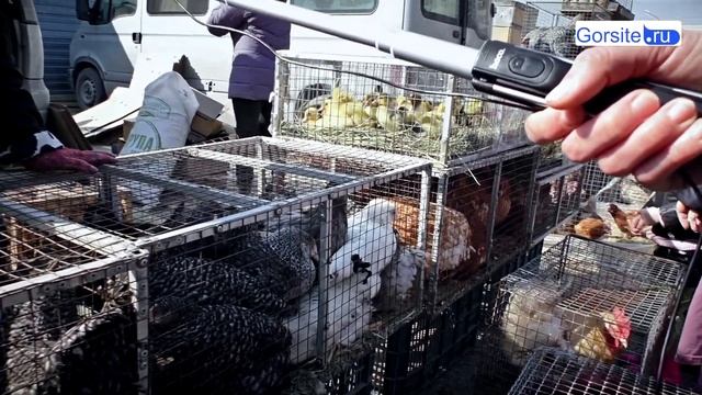Птичий рынок Новосибирска смотреть онлайн