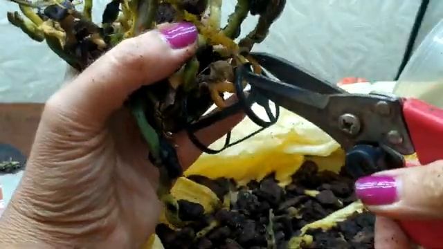 Экстренный выпуск.Неожиданно начала пропадать орхидея что делать? смотреть онлайн