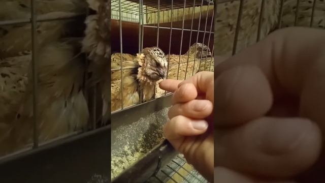 Жизнь перепелов в квартире ? #ферма #перепела #перепелки #птицы #пушистик #perepelki_korolev #short смотреть онлайн