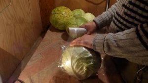 Как хранить капусту зимой