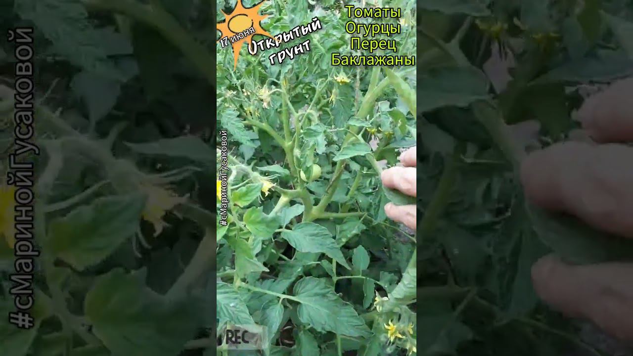 С плодами перец и Томаты безрассадные в открытом грунте, а огурцы и баклажаны пока без 17 июня смотреть онлайн