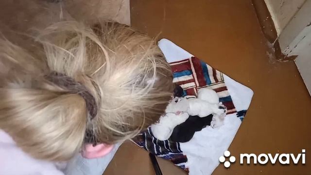 Новорожденные котята?меняем пеленочку смотреть онлайн