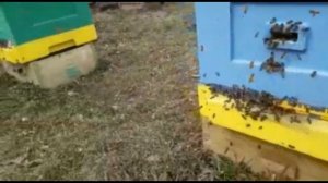 Оптимальный вариант зимовки в ульях ППС Лысонь