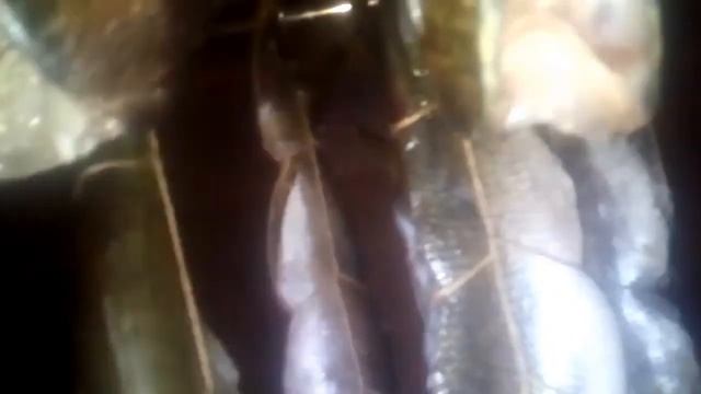 ?Как коптить щуку? в домашних условиях смотреть онлайн