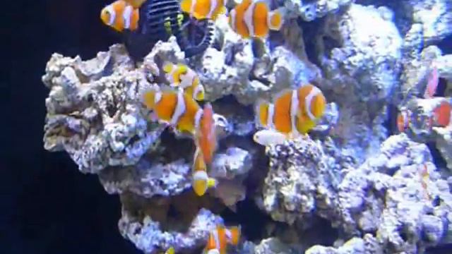 Разведенные клоуны в Израиле (INTERZOO 2012) смотреть онлайн