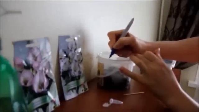 Выращивание эустомы низкорослой из семян (eustoma). смотреть онлайн