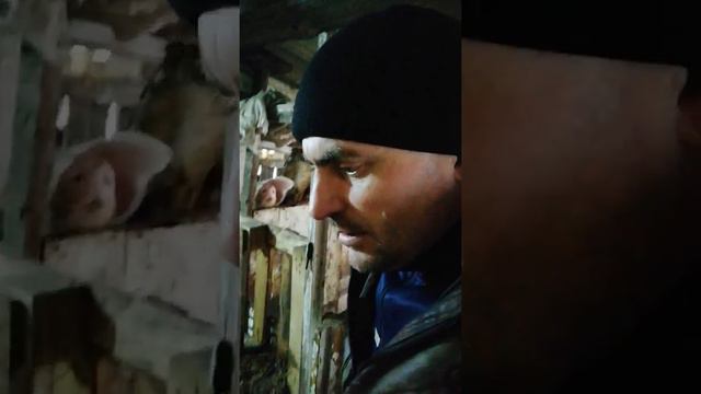 Утреннее кормление. смотреть онлайн