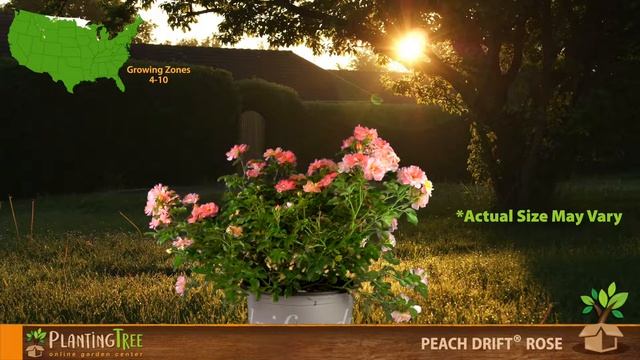 Peach Drift Rose | Peach Drift Rose for Sale | PlantingTree™ смотреть онлайн