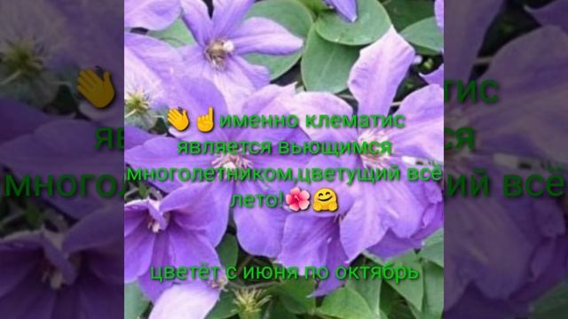 Вьющийся многолетник, цветущий всё лето!?☝️